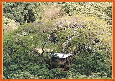 overtree1.jpg - 23887 Bytes